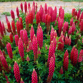 Vente Lupin The Pages - Lupinus The Pages