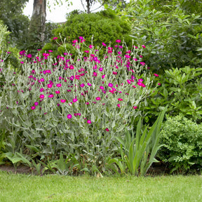 Lychnis coronaria - Coquelourde des jardins - Lychnis - Coquelourdes