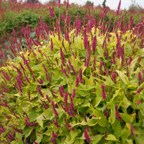 Persicaria amplexicaulis  Golden Arrow - Renouée Golden Arrow - Persicaire - Renouée - Persicaire