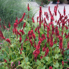 Vente Renouée Blackfield - Persicaire