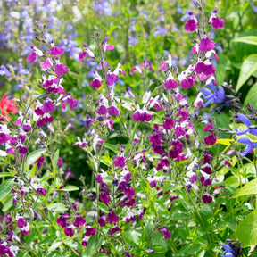 Sauges - Sauge Amethyst Lips - Salvia greggii Amethyst Lips