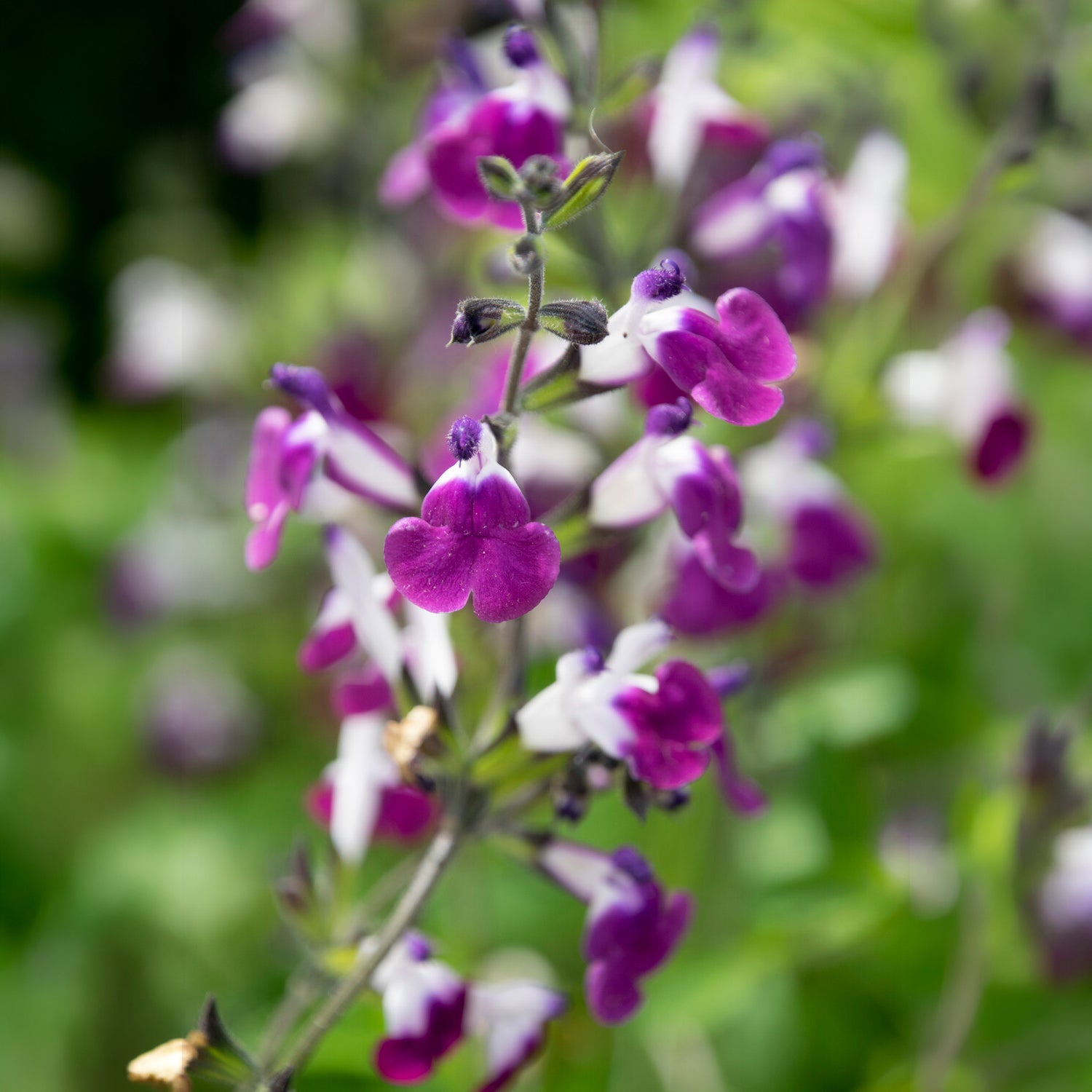 Sauge Amethyst Lips - Salvia greggii Amethyst Lips - Willemse