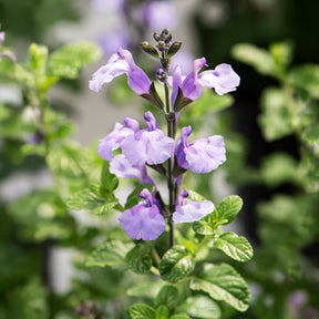 Vente Sauge arbustive So Cool Pale Blue - Salvia microphylla So Cool Pale Blue