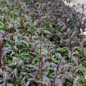 Vente Verveine officinale Bampton