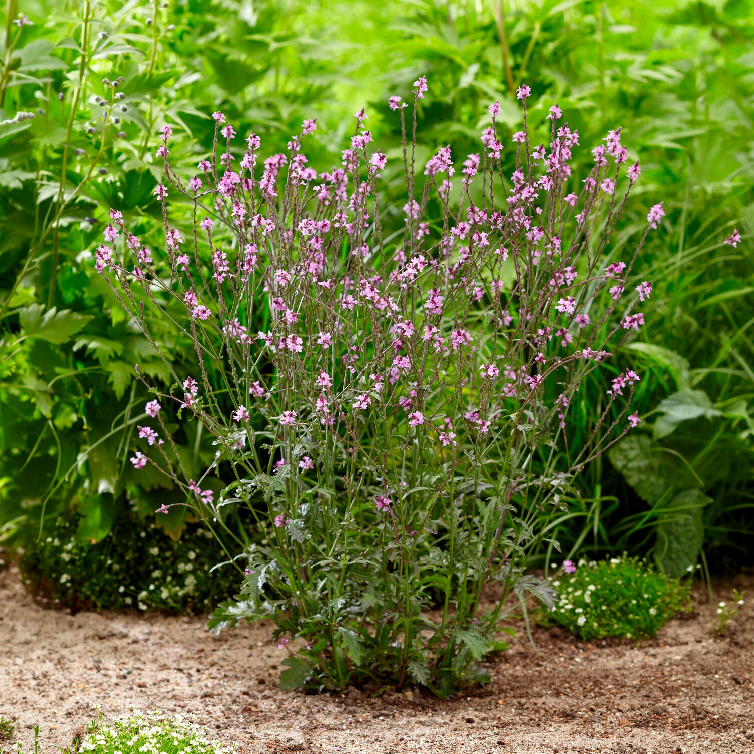 Vente Verveine officinale Bampton - Verbena officinalis Bampton
