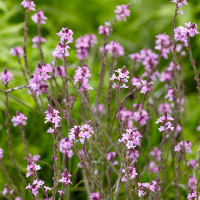 Verveine - Verveine officinale Bampton - Verbena officinalis Bampton
