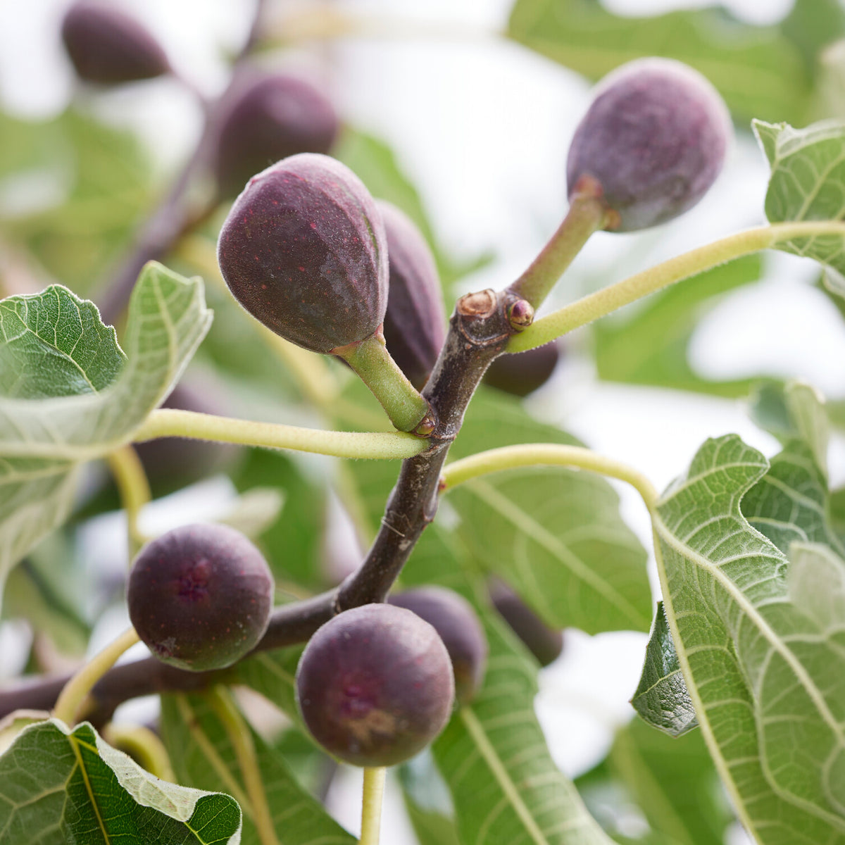 Figuier nain Little Miss Figgy® - Ficus carica Little Miss Figgy® - Willemse