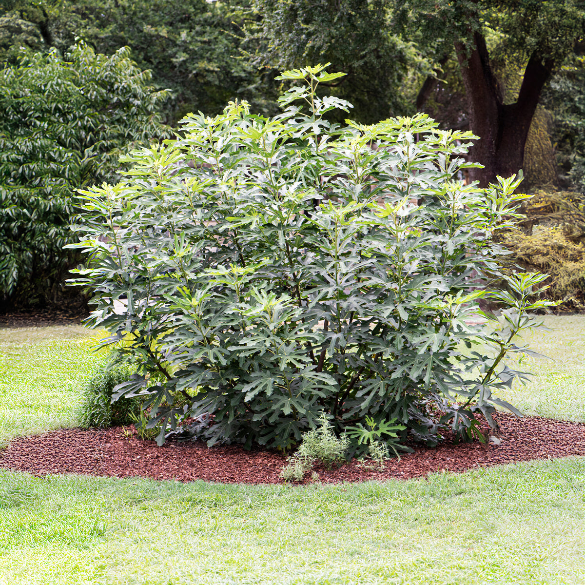 Figuier nain Little Miss Figgy® - Willemse