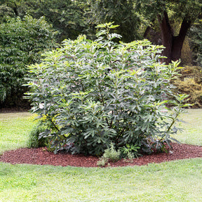 Figuier nain Little Miss Figgy® - Willemse