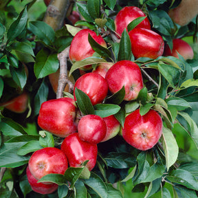 Pommier Gloster - Malus domestica Gloster - Willemse