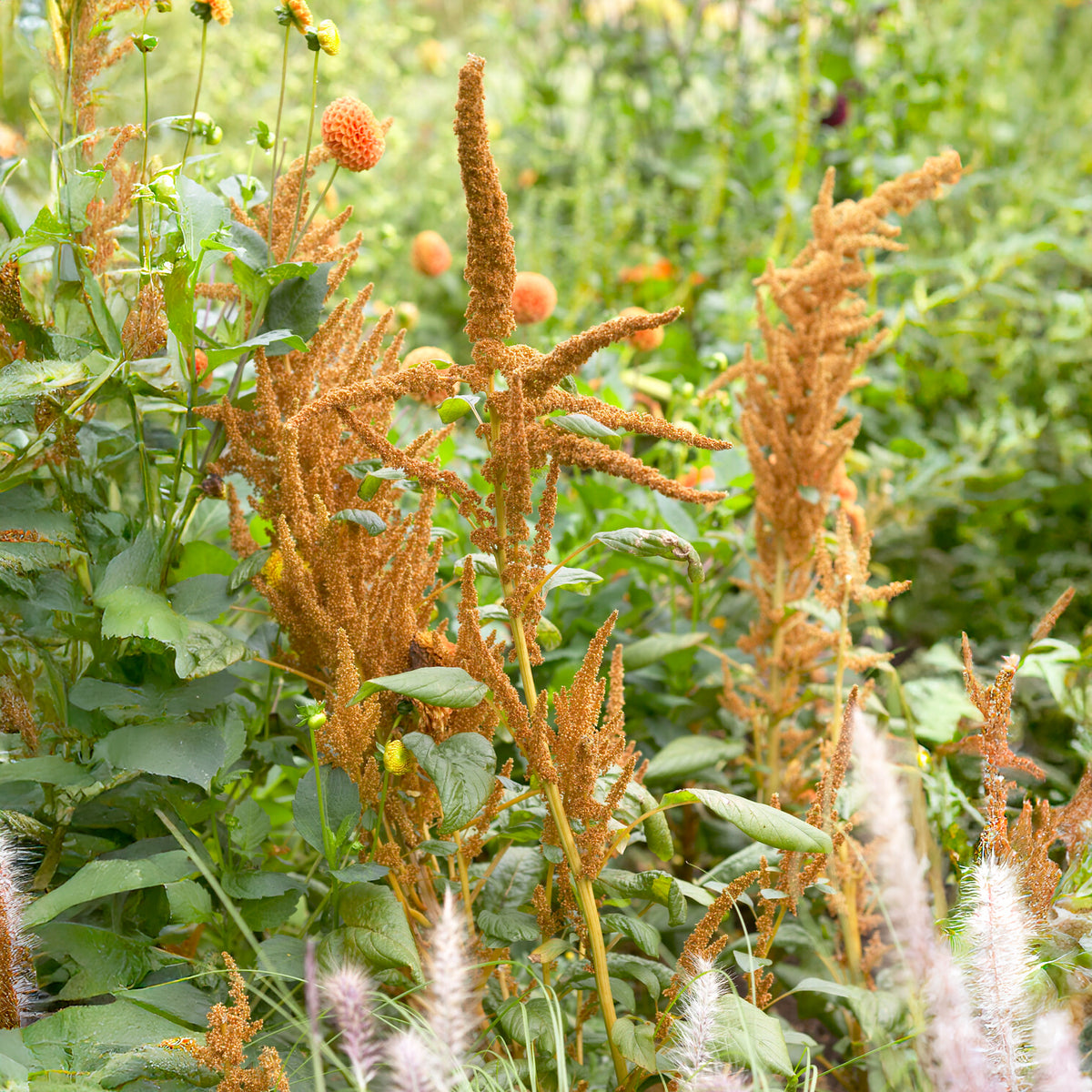 Amarante Hot Biscuits - Willemse