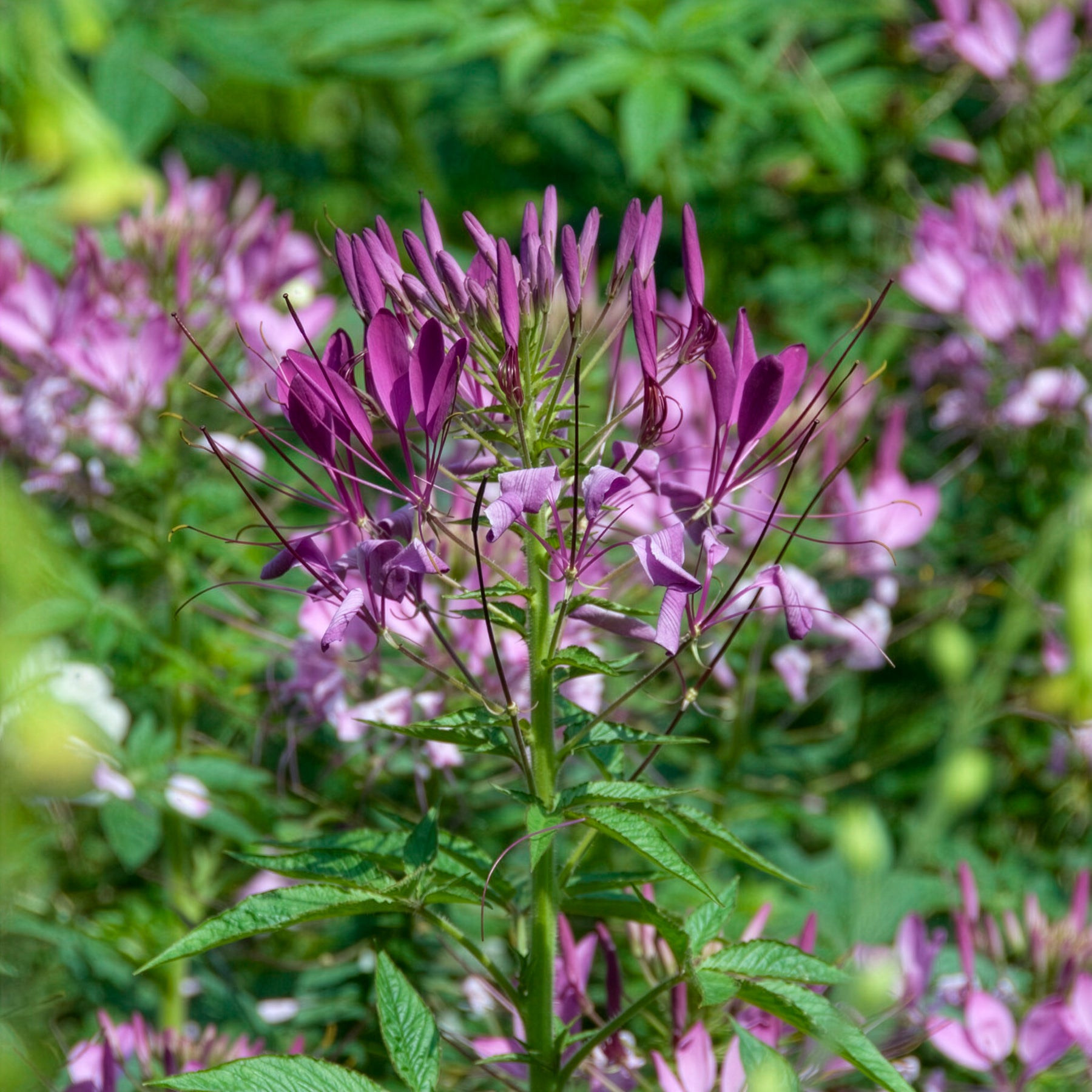 Cléome - Cléome Violet Queen - Cleome hassleriana Violet Queen
