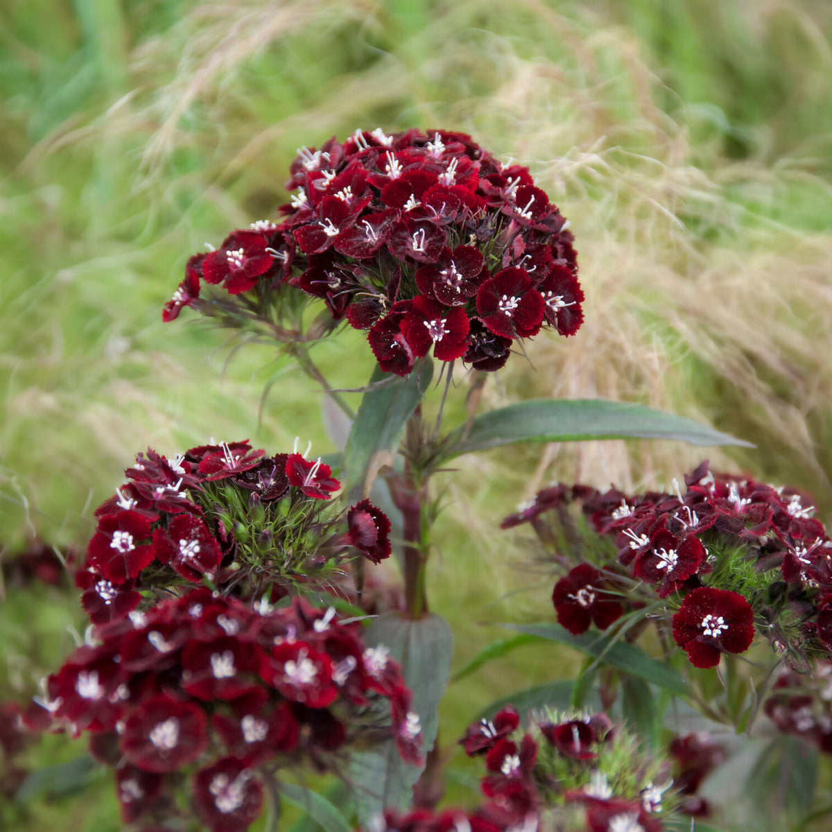 Oeillet de poète Sooty - Willemse