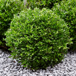 Chèvrefeuille arbustif Green Breeze - Willemse