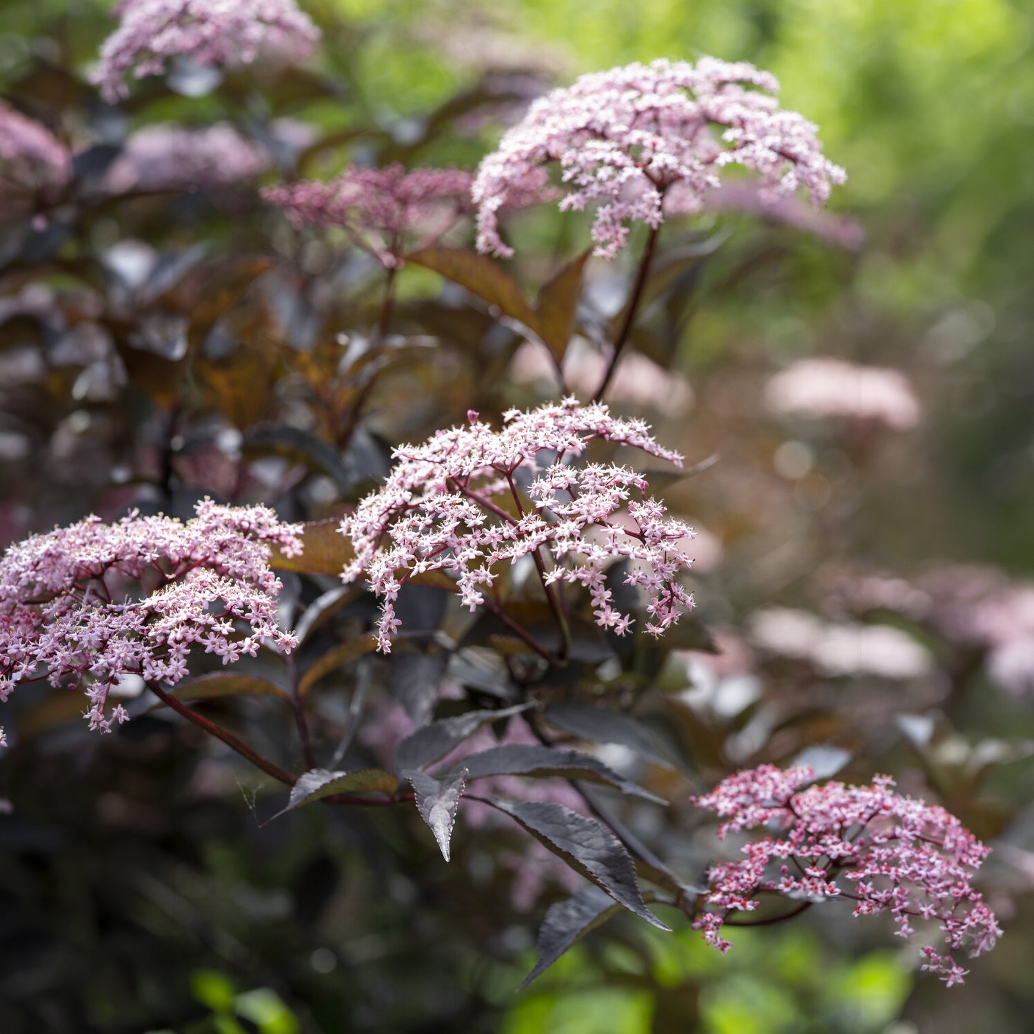 Sureau - Sureau noir Black Beauty - Sambucus nigra Black Beauty