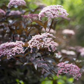 Sureau - Sureau noir Black Beauty - Sambucus nigra Black Beauty