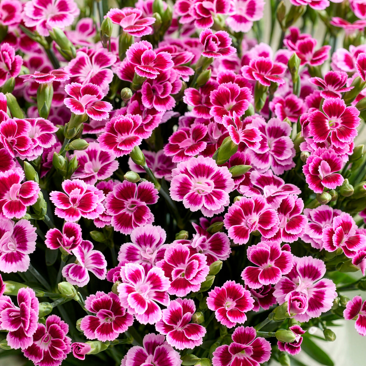 Oeillet Pink Kisses - Willemse
