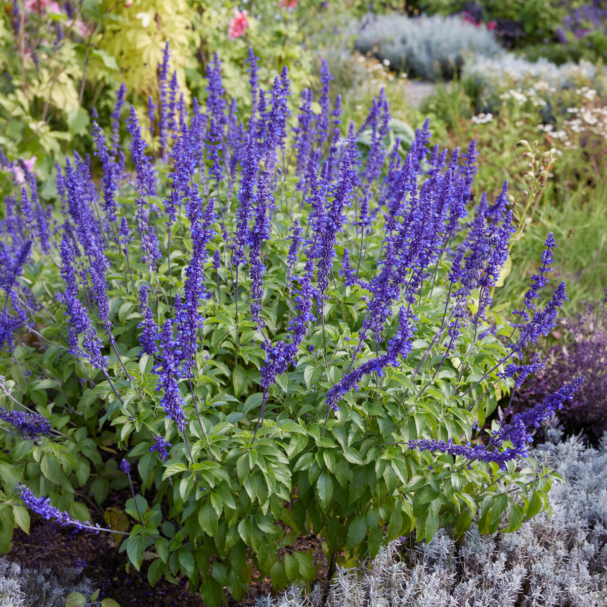 Sauge farineuse - Salvia farinacea - Willemse
