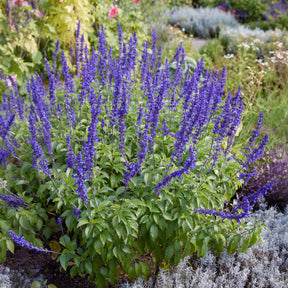 Sauge farineuse - Salvia farinacea - Willemse