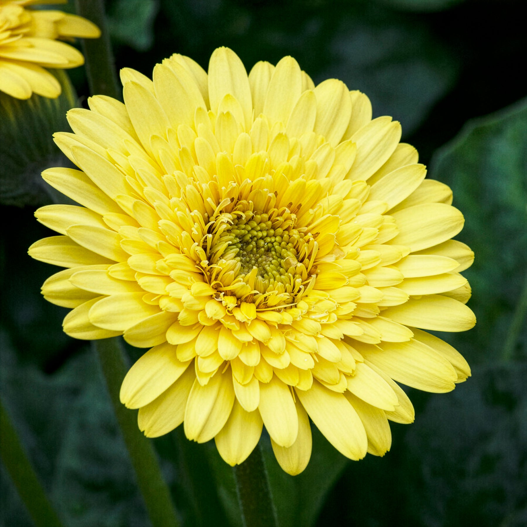 Gerbera jaune - Willemse