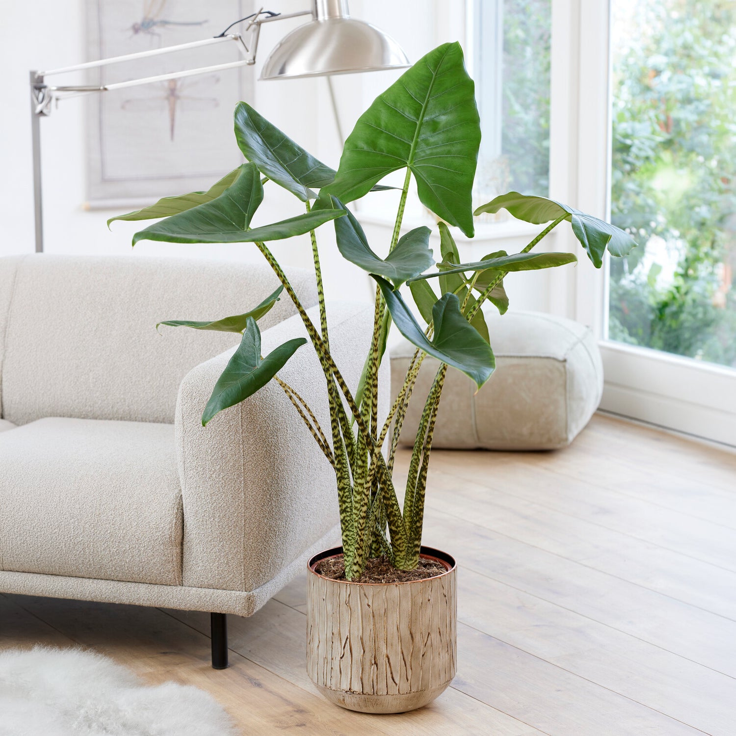 Alocasia zebrina - Willemse