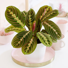 Maranta leuconeura Fascinator