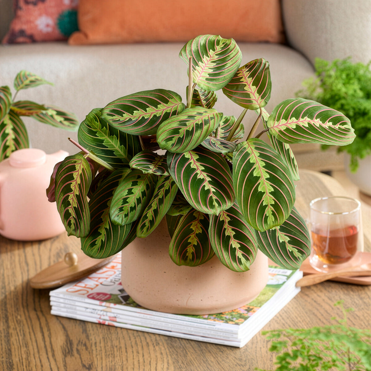 Maranta leuconeura fascinator - Maranta leuconeura fascinator - Willemse