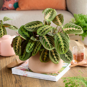 Maranta leuconeura fascinator - Maranta leuconeura fascinator - Willemse