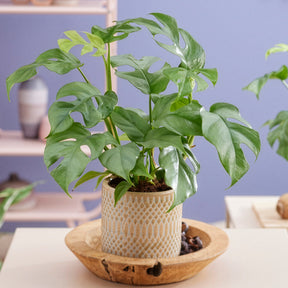 Vente Monstera Minima - Monstera Minima