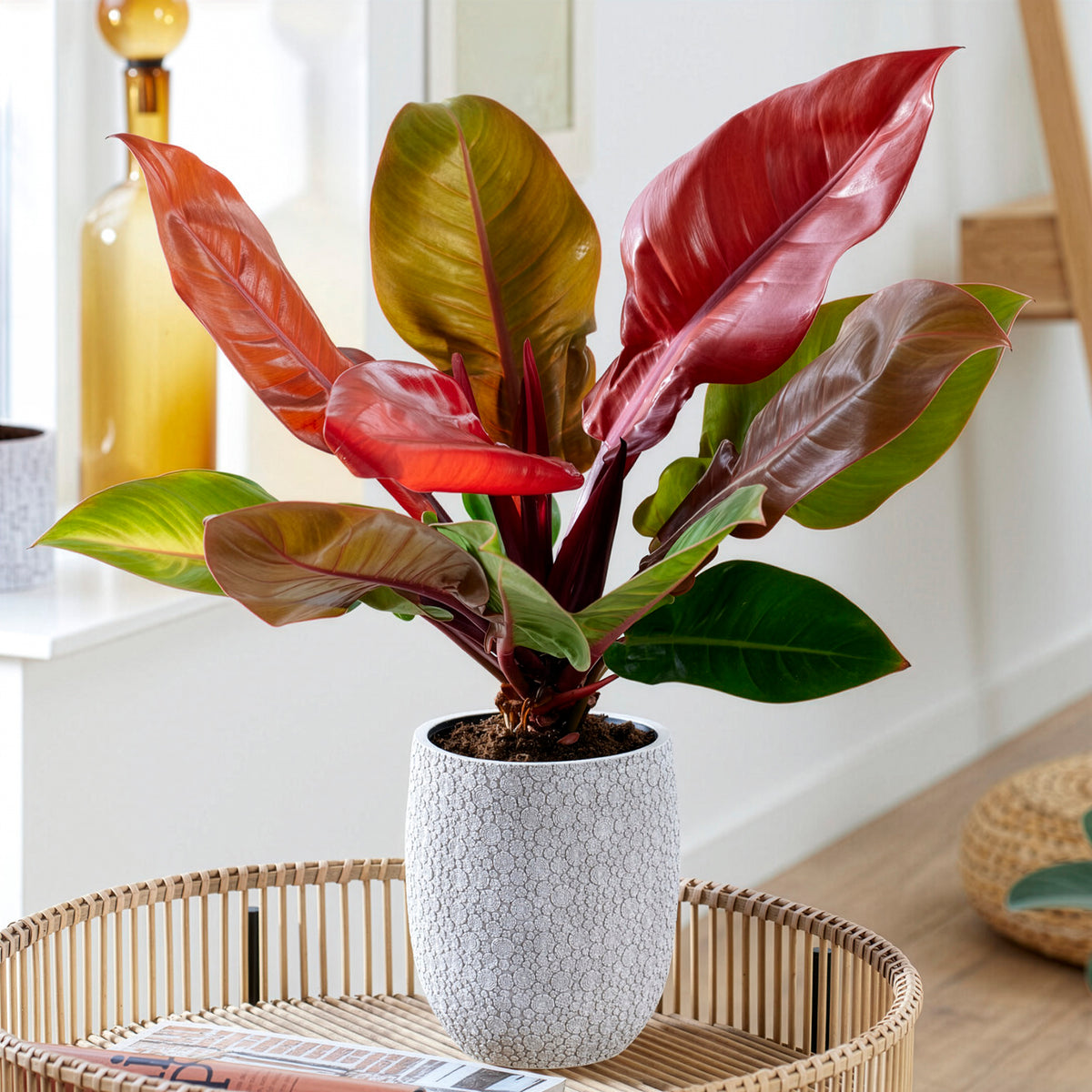 Philodendron Prince of Orange