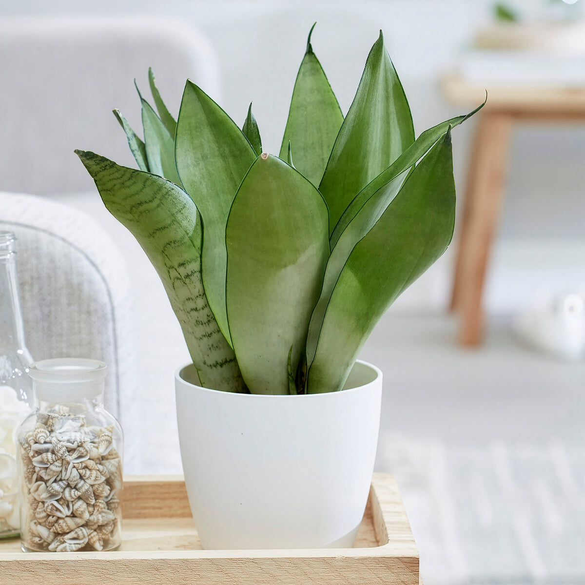Sansevieria Moonshine