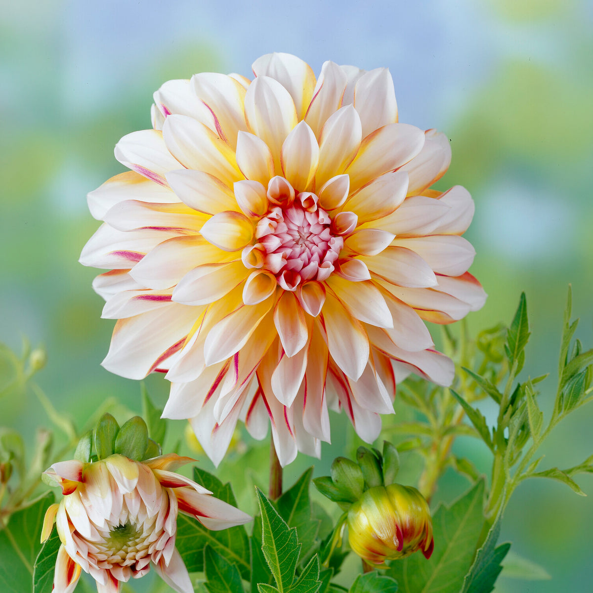 Dahlia Caribbean Fantasy - Dahlia Caribbean Fantasy - Willemse