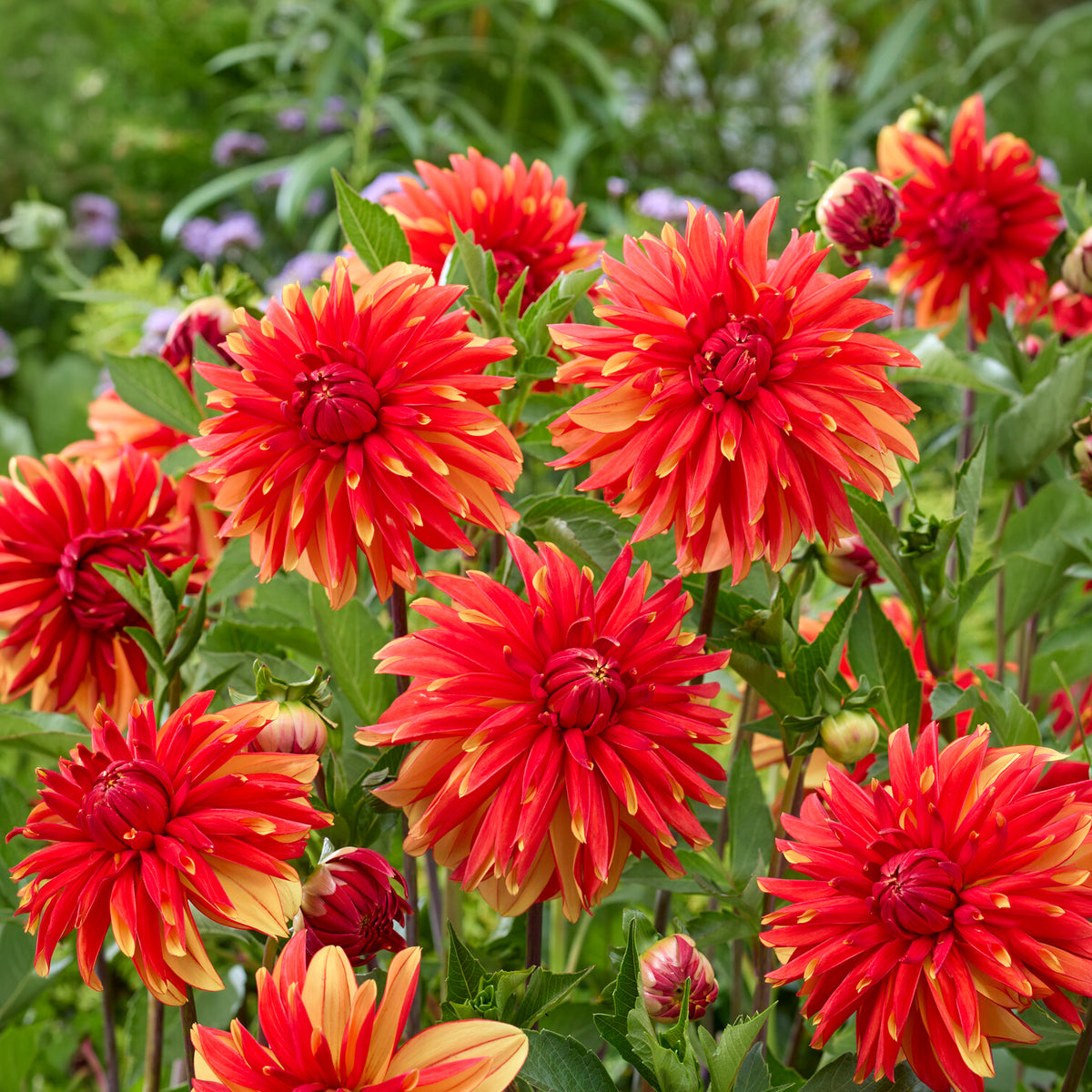 Dahlia Jablou - Dahlia Jablou - Willemse