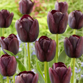 Tulipe Queen of Night - Willemse