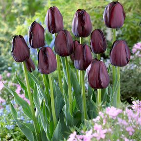  - Tulipe Queen of Night - 