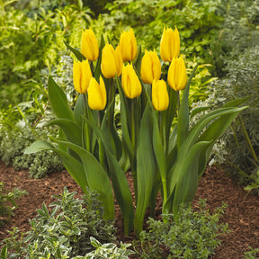 Tulipe triomphe Yokohama - Tulipa Yokohama - Willemse