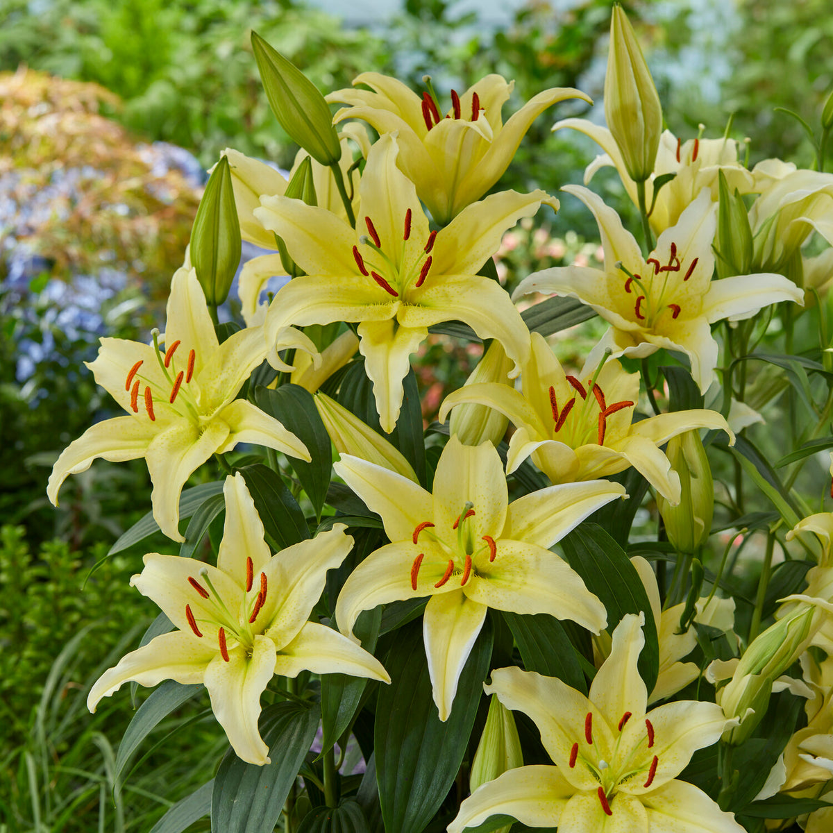 Trio de lis orientaux parfumés - Lilium orientalis Dizzy, Muscadet, Gold Party - Willemse