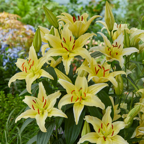 Trio de lis orientaux parfumés - Lilium orientalis Dizzy, Muscadet, Gold Party - Willemse