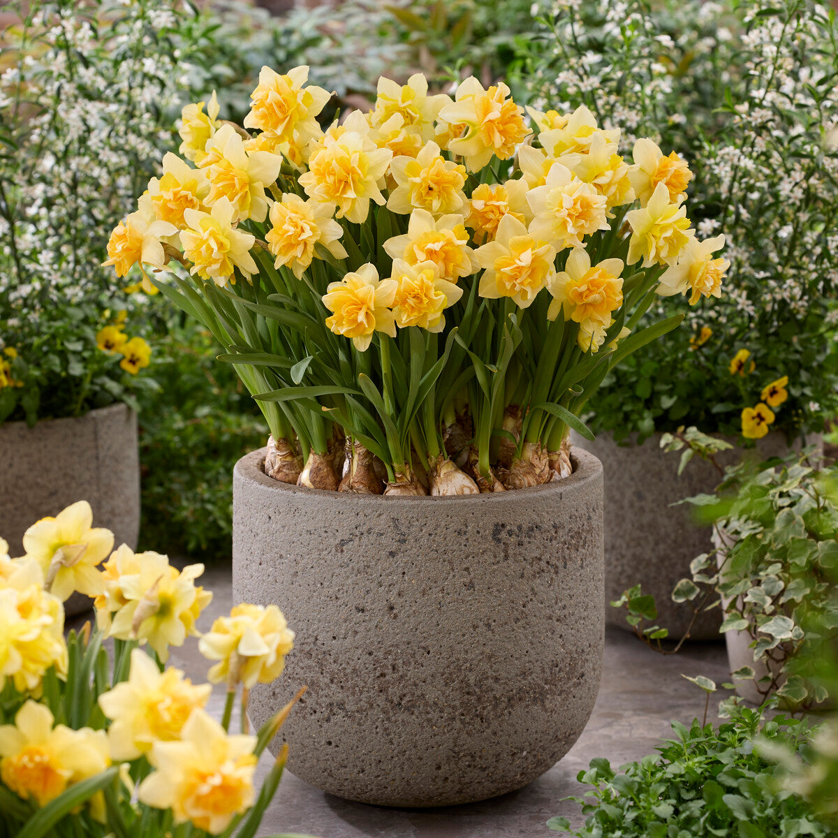 Narcisse double Growers Beauty - Narcissus Growers Beauty - Willemse