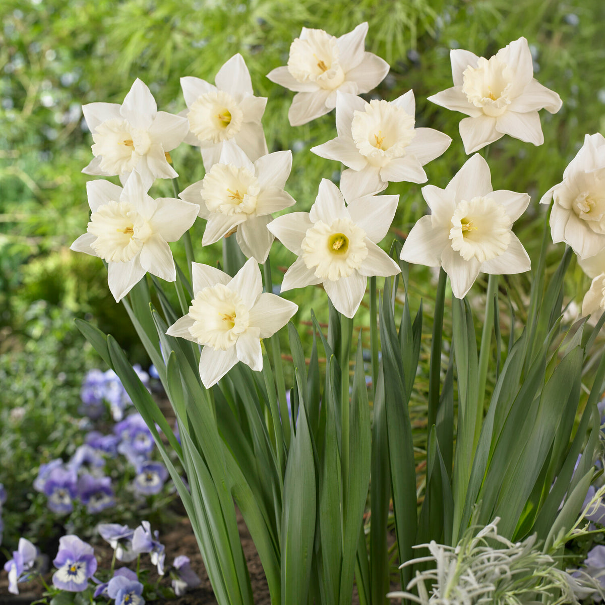 Narcisse Mount Hood - Narcissus Mount Hood - Willemse