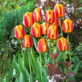 Bulbes à floraison printanière - Bulbes de printemps pour massif arc-en-ciel  - Narcissus, Tulipa Purple Priince, Van Eijk, Apeldoorn's Elite