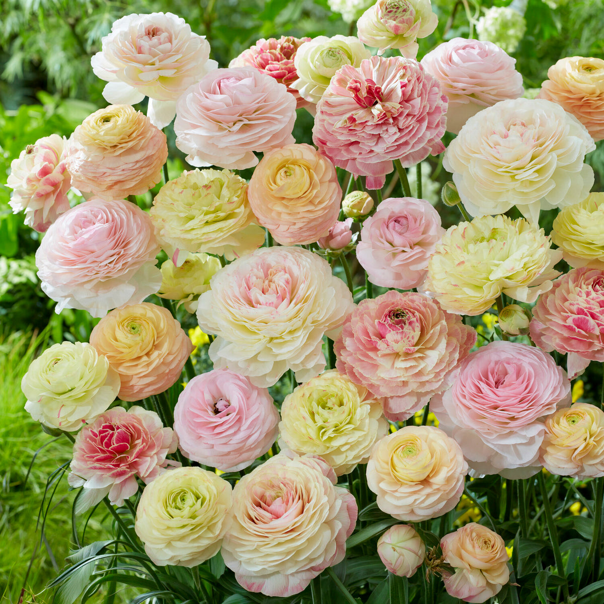 15 renoncules pastels  - Ranunculus - Willemse