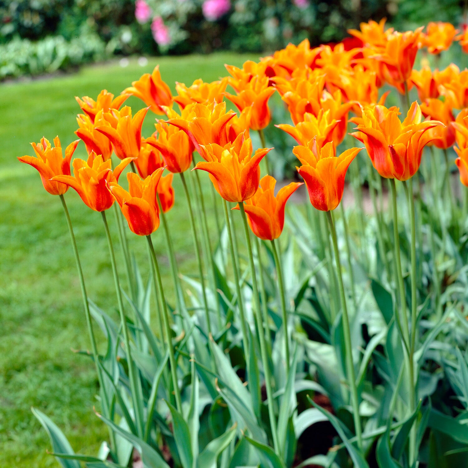  - Tulipe Ballerina - 