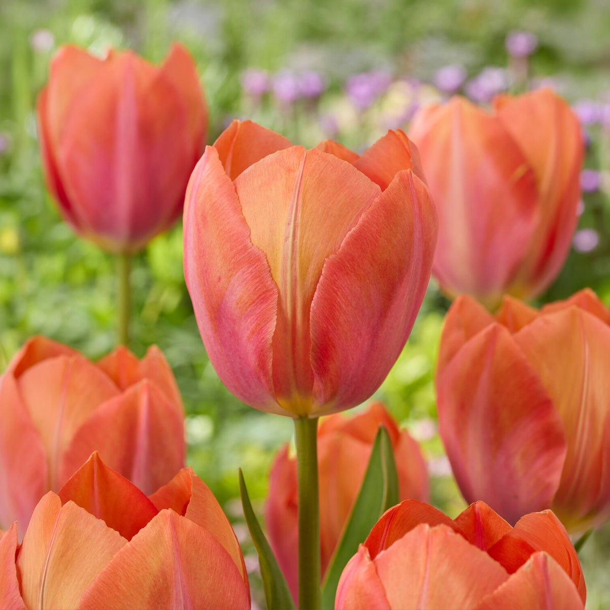 Tulipe Darwin Apricot van Eijk - Willemse
