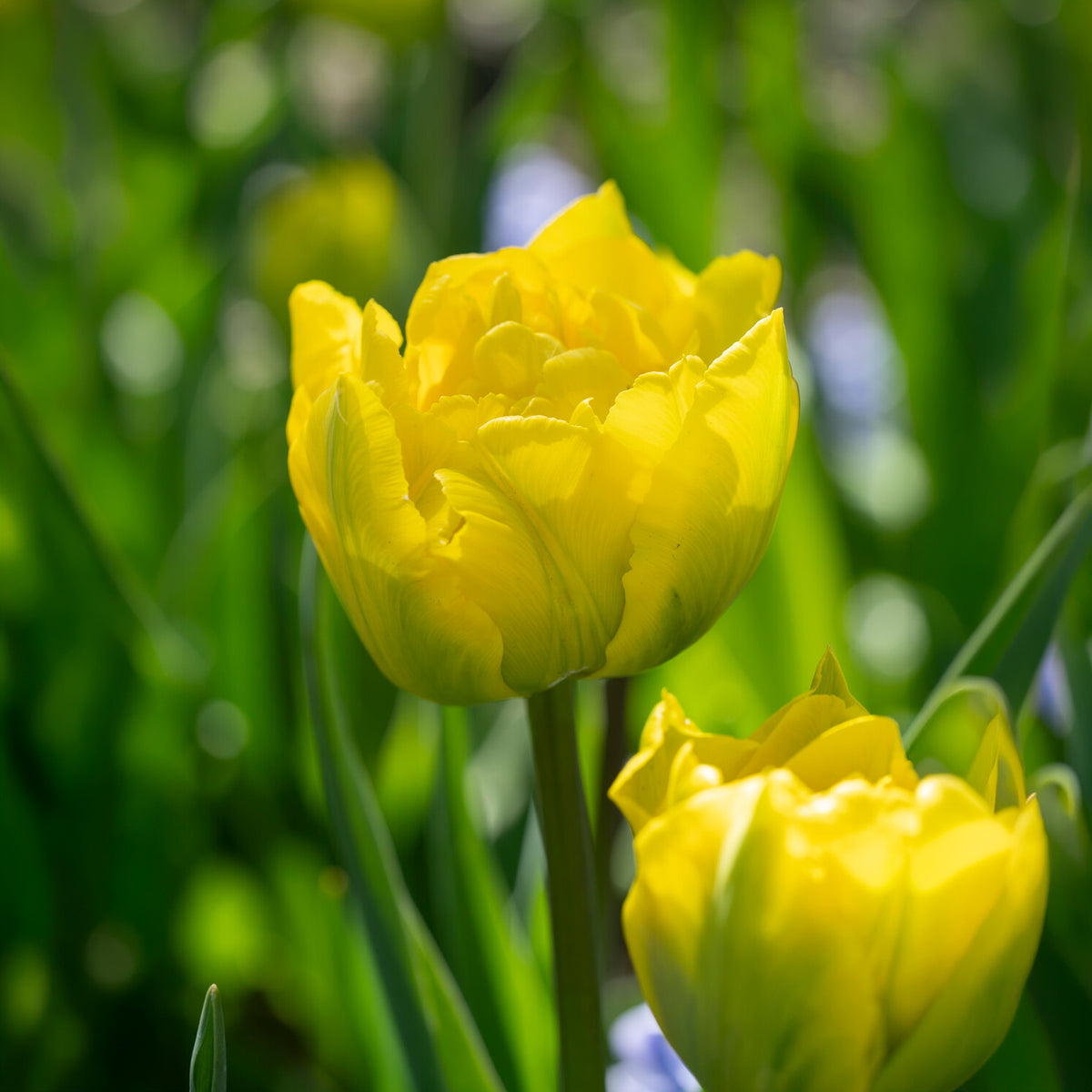 Tulipe double hâtive Marie Jo -  - Willemse