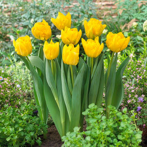  - Tulipe double hâtive Marie Jo - 