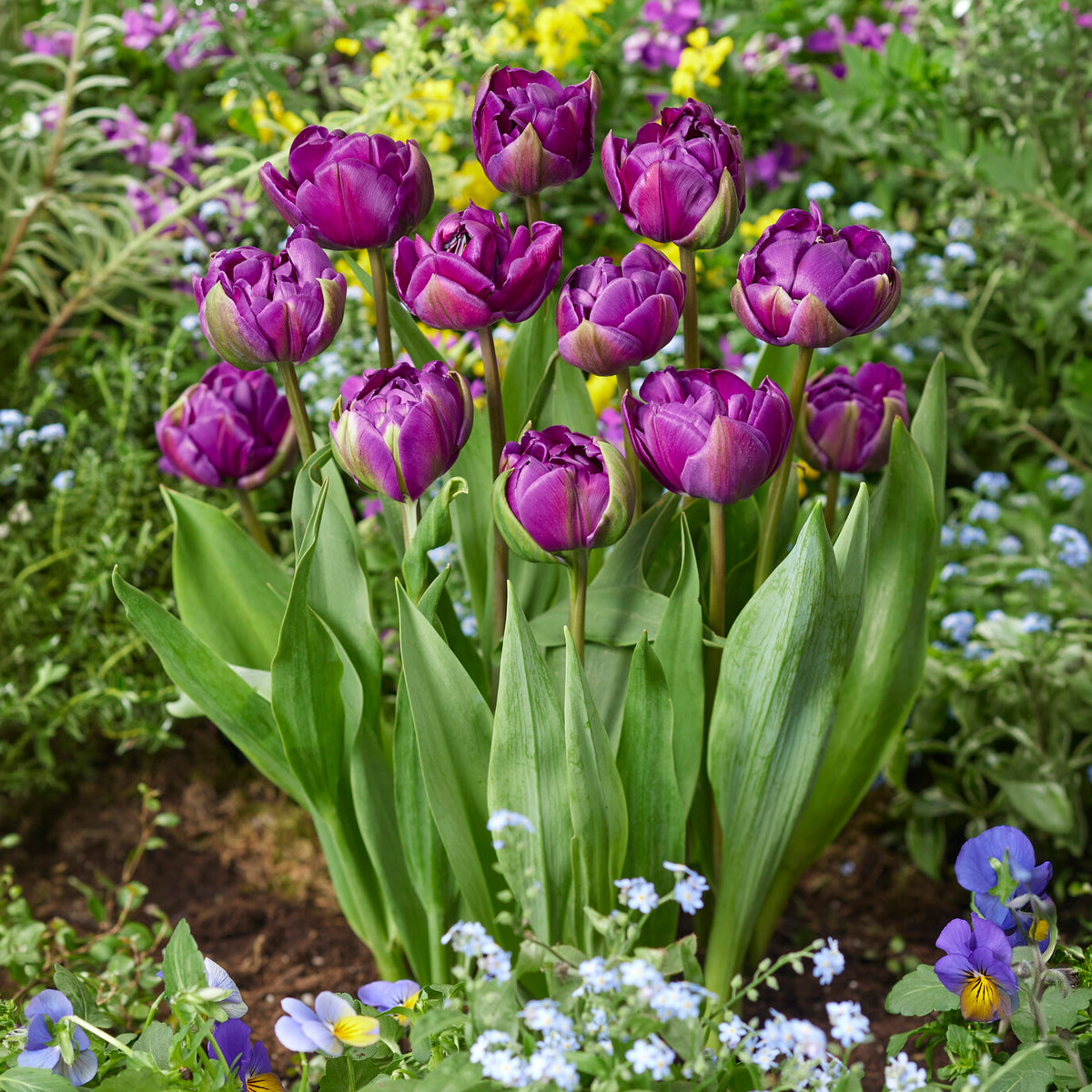 Tulipe Negrita - Willemse