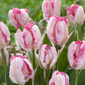Tulipe Parrot Pink Vision - Tulipa Pink Vision - Willemse