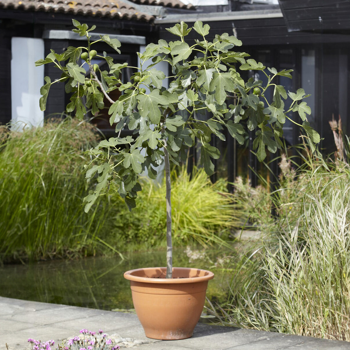 20 Graines Albizia Julibrissin (Arbre à Soie) - Pour Bonsaï Ou Jardin | Facile à Cultiver