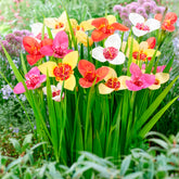 Oeils de paon en mélange - Willemse